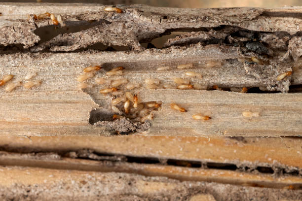 Best Cockroach Control Services  in Kyle, SD