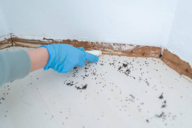 Best Insect Control  in Kyle, SD